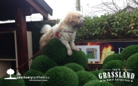 Dog-Artificial-Grass-Sculptor