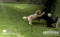 Dogs-Playing-Artificial-Grass