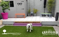 Happy-Dog-On-Artificial-Grass-1