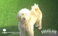 Happy-Dog-On-Artificial-Grass