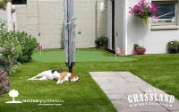 Sleeping-Dog-On-Artificial-Grass