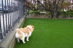 blackrock-dog-garden