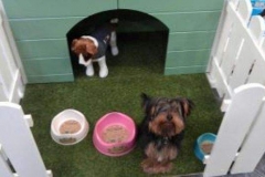 Pet Shop Kennels