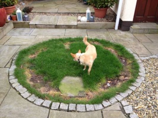 Clonsilla Dog Garden 1A