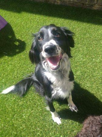 Dog_on_artificial_grass