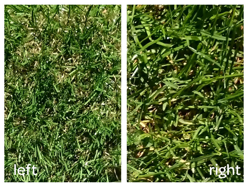 Which is real grass?