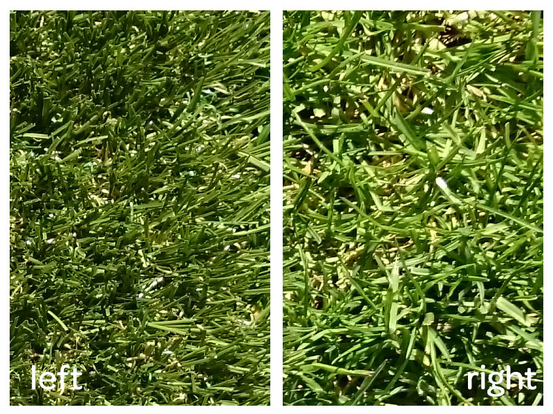 Which is real grass?