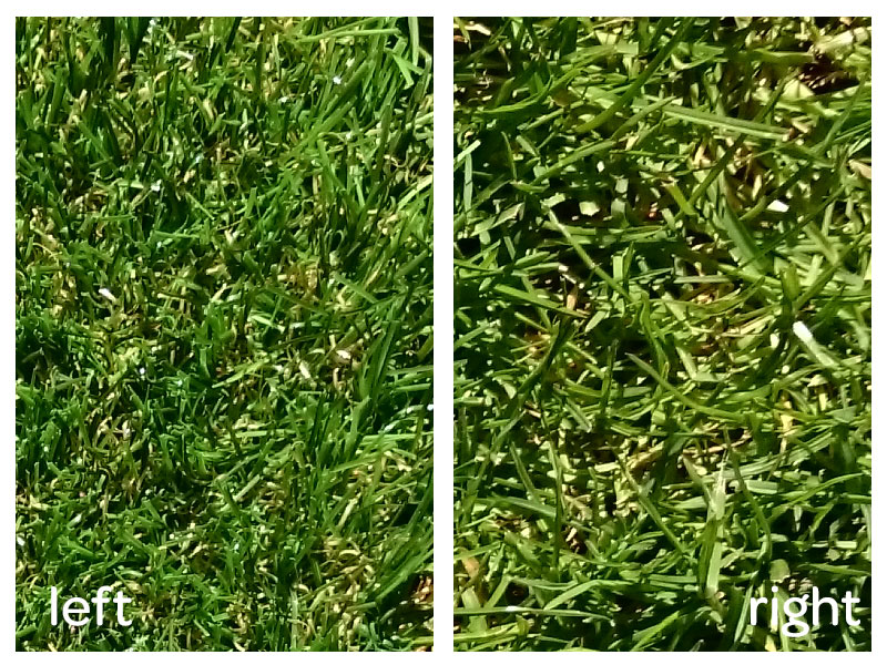 Which is real grass?