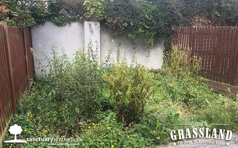 Weed Ridden Dublin Garden